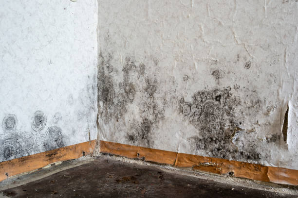 Best Commercial Mold Removal  in Verona Walk, FL